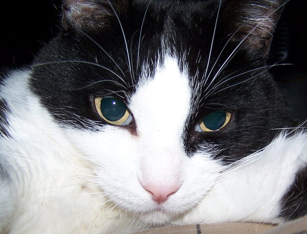 free felinology courses