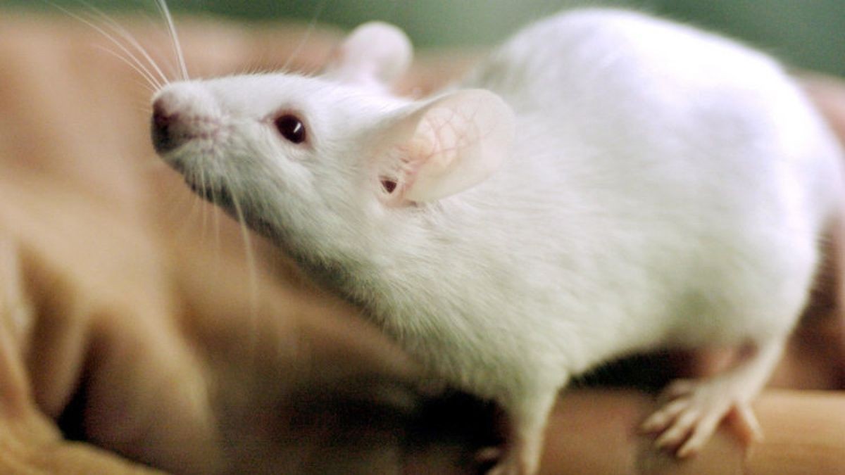Ich Versight Verauch Der Muse der Juden Aus Ratten