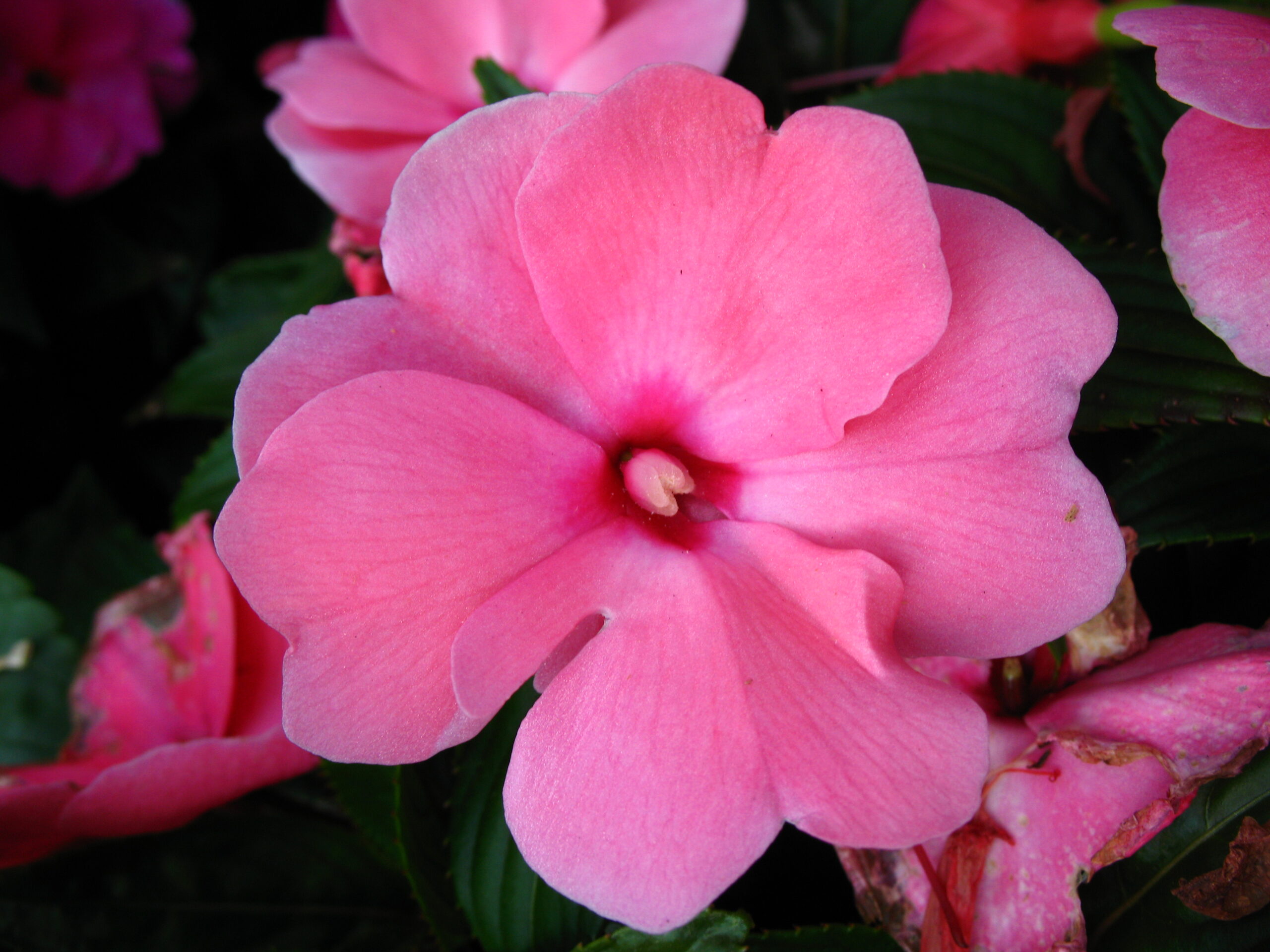 Impatiens Falcifera 中文名 Plant with a Chinese Name