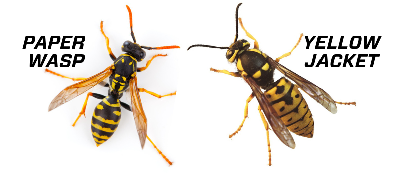 Paper Wasp vs Yellow Jack3E5