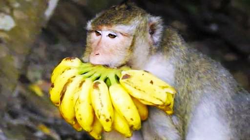 banana:b4hnuk08dew= monkey
