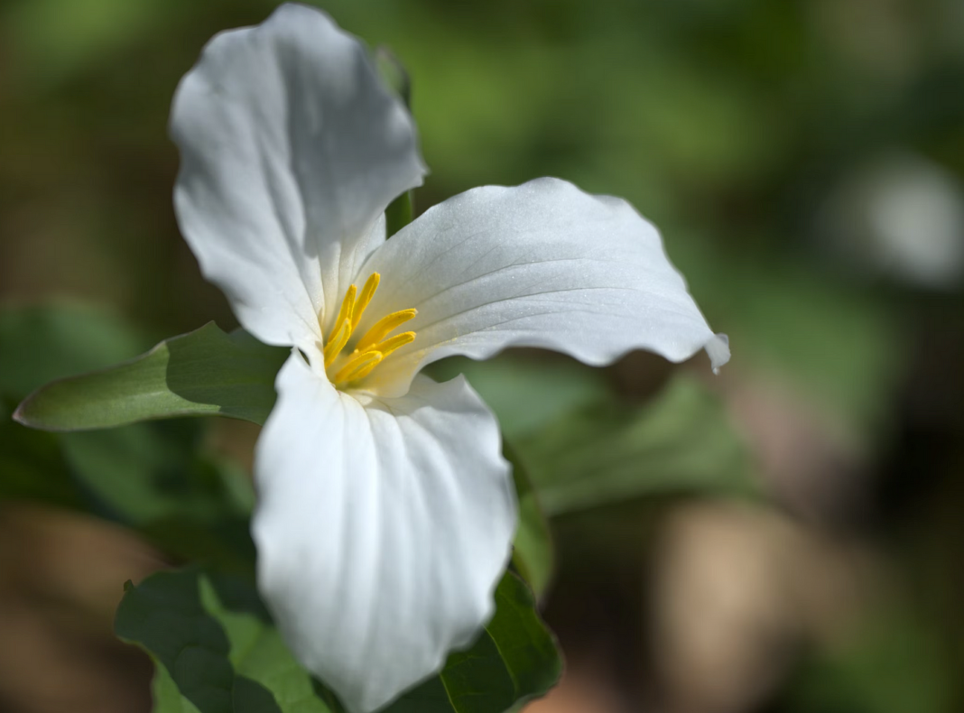 trilium如何恢复demo