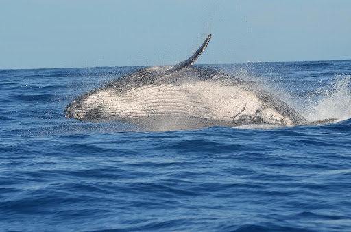 Spotting the Majestic Blue Whale: Best Times and Places