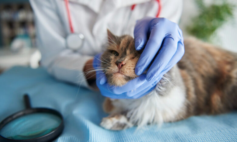 ветеринарная клиника vetcitypets