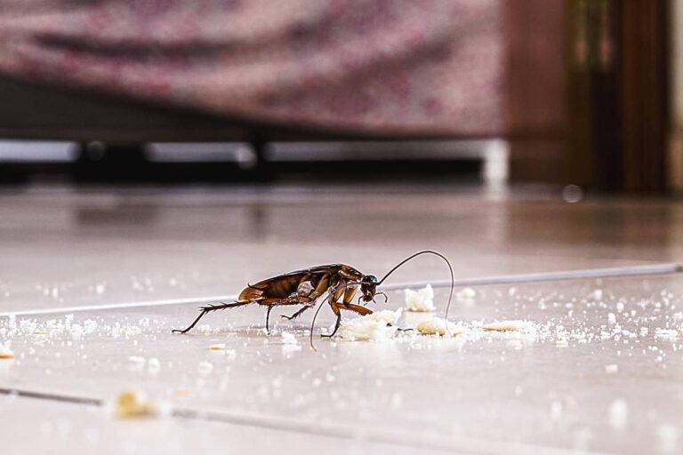 How to Identify and Prevent the Most Common Household Pests
