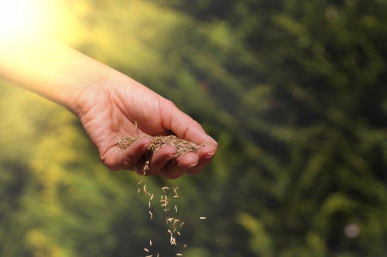 The Ultimate 2025 Guide to Gressfrø Typer: Choosing the Perfect Grass Seed for Your Norwegian Paradise