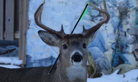 2048 Hi-Vis Vested Deer Spotted Across Road in Hillsdale County: Unraveling the 2025 Phenomenon