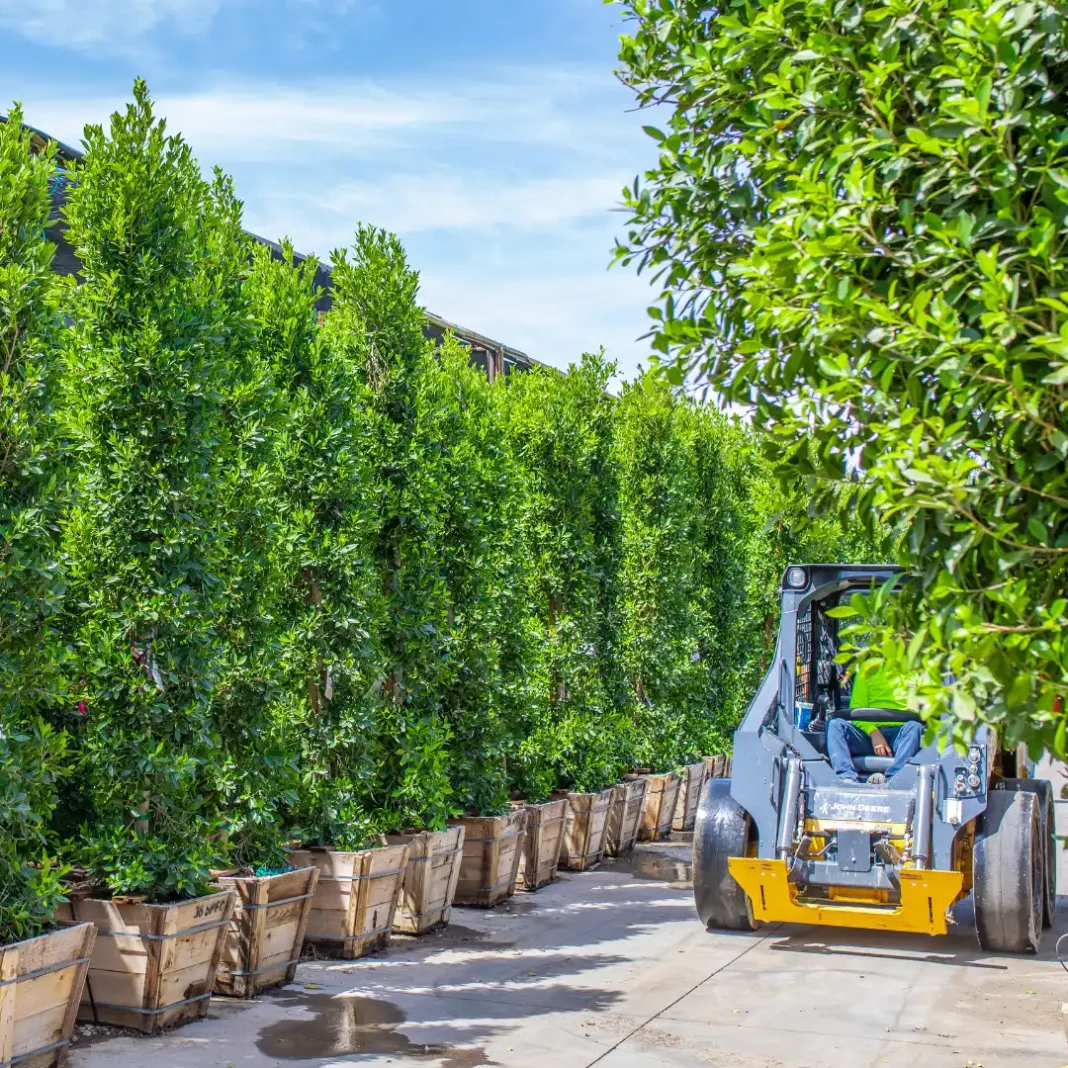 Ficus Nitida Hedge problems: Why This Classic Choice Is a 2025 Landscape Liability