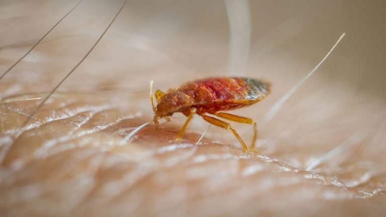 The 2025 Guide to heat therapy for bed bugs: A Complete Solution