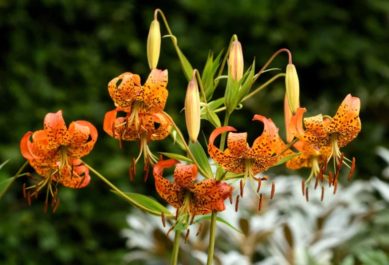 The Turk’s Cap Lily Lilium superbum: The Ultimate Guide to Its Stunning Beauty and Hidden Challenges 2025